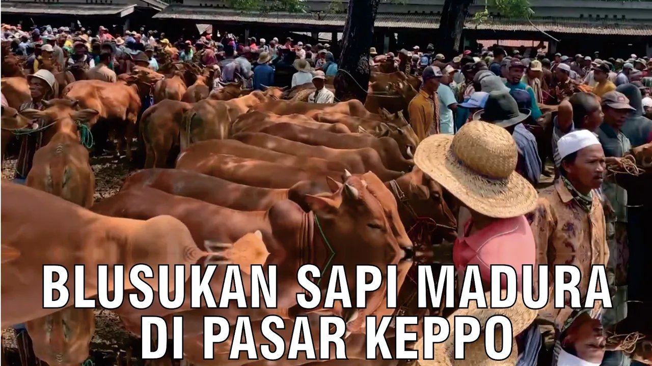 
                                 Pasar-Sapi-Madura-Keppo